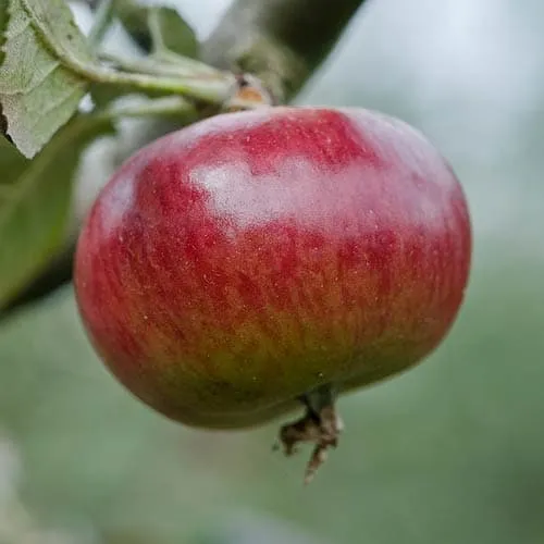 Apple Ben's Red