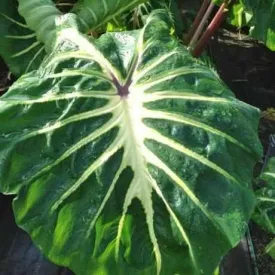 Colocasia Esculenta 'White Lava' Taro (Bare Root)