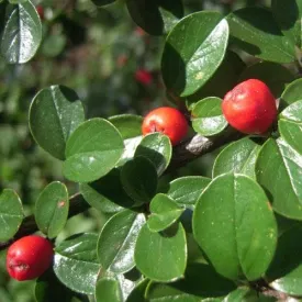 Cotoneaster dammeri