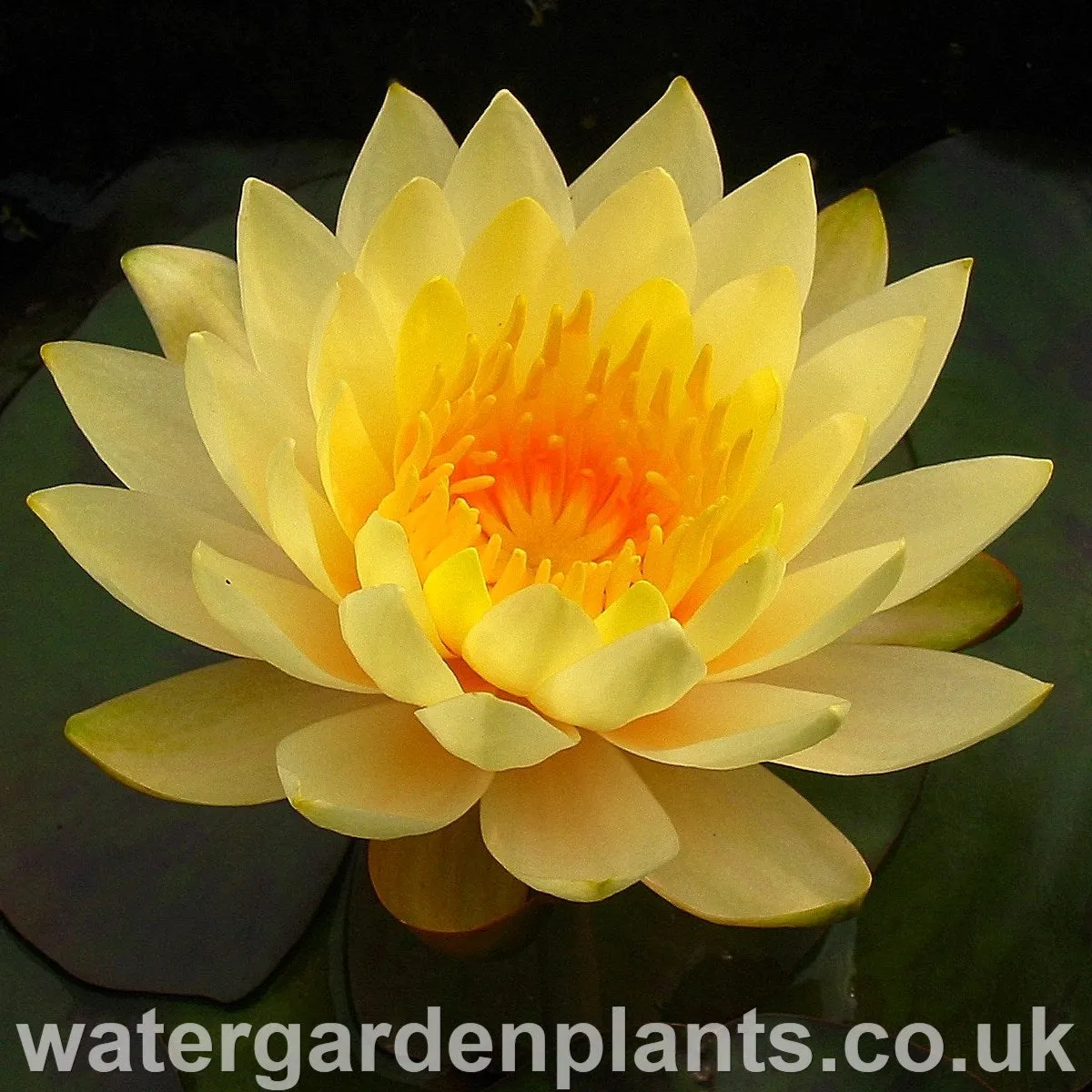 Nymphaea 'Inner Light'