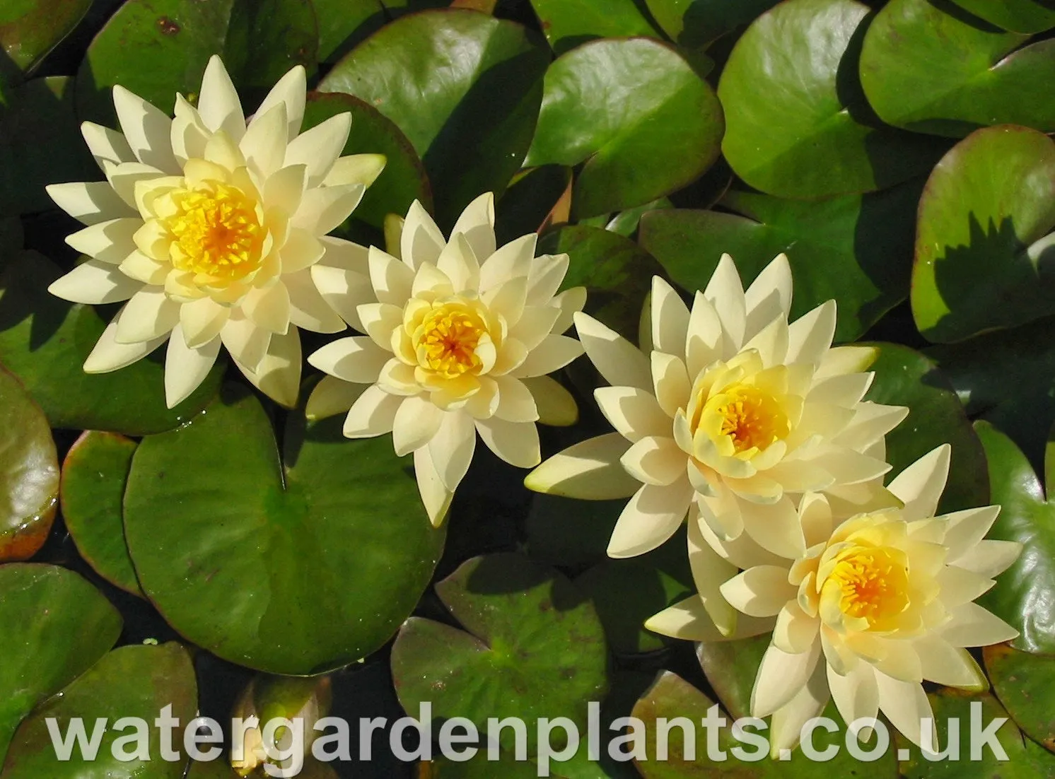 Nymphaea 'Inner Light'